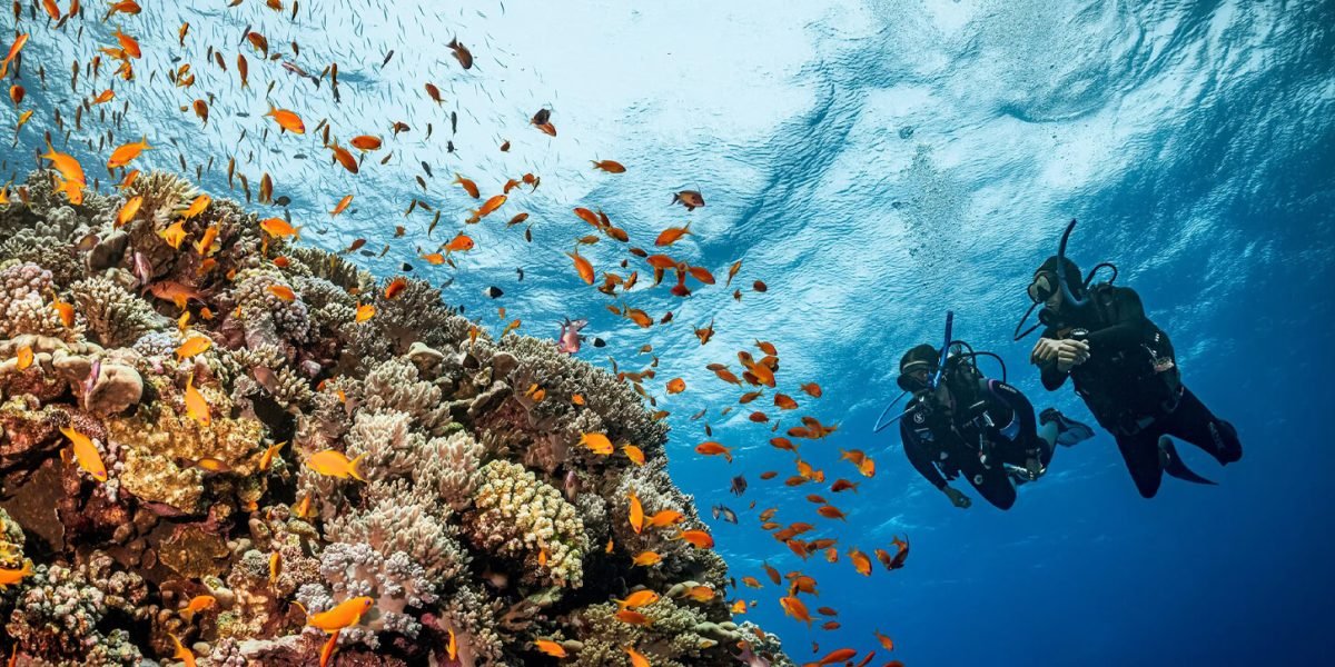 Une Superbe Photo De Deux Personnes En Plongee A Charm El Cheikh
